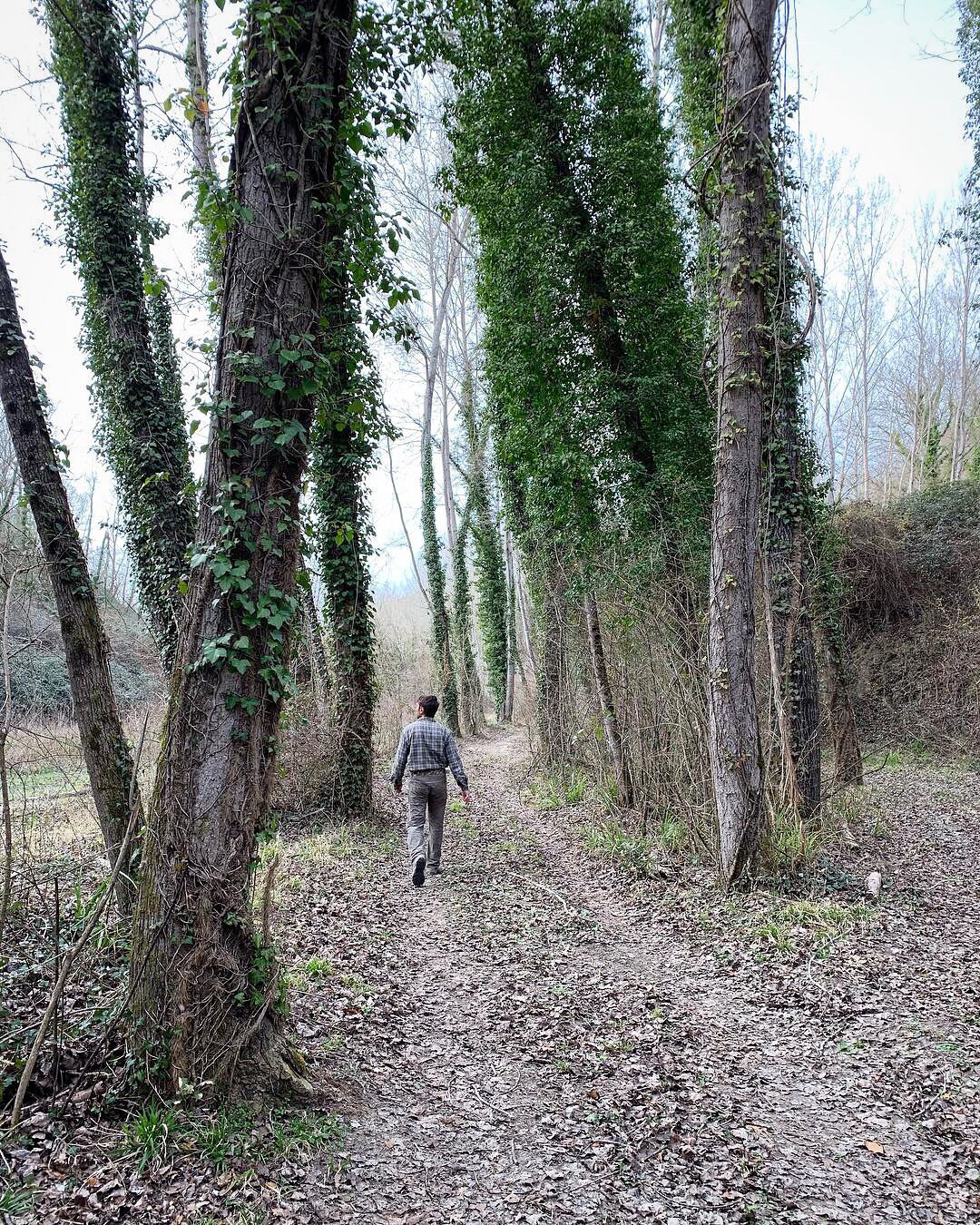 Ein bewaldeter Weg, eine Person geht vom Betrachter weg.