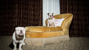 A dog sitting on a gold-colored sofa with a cushion that has 'ZAZA' written on it, positioned in front of a curtain with a pattern.