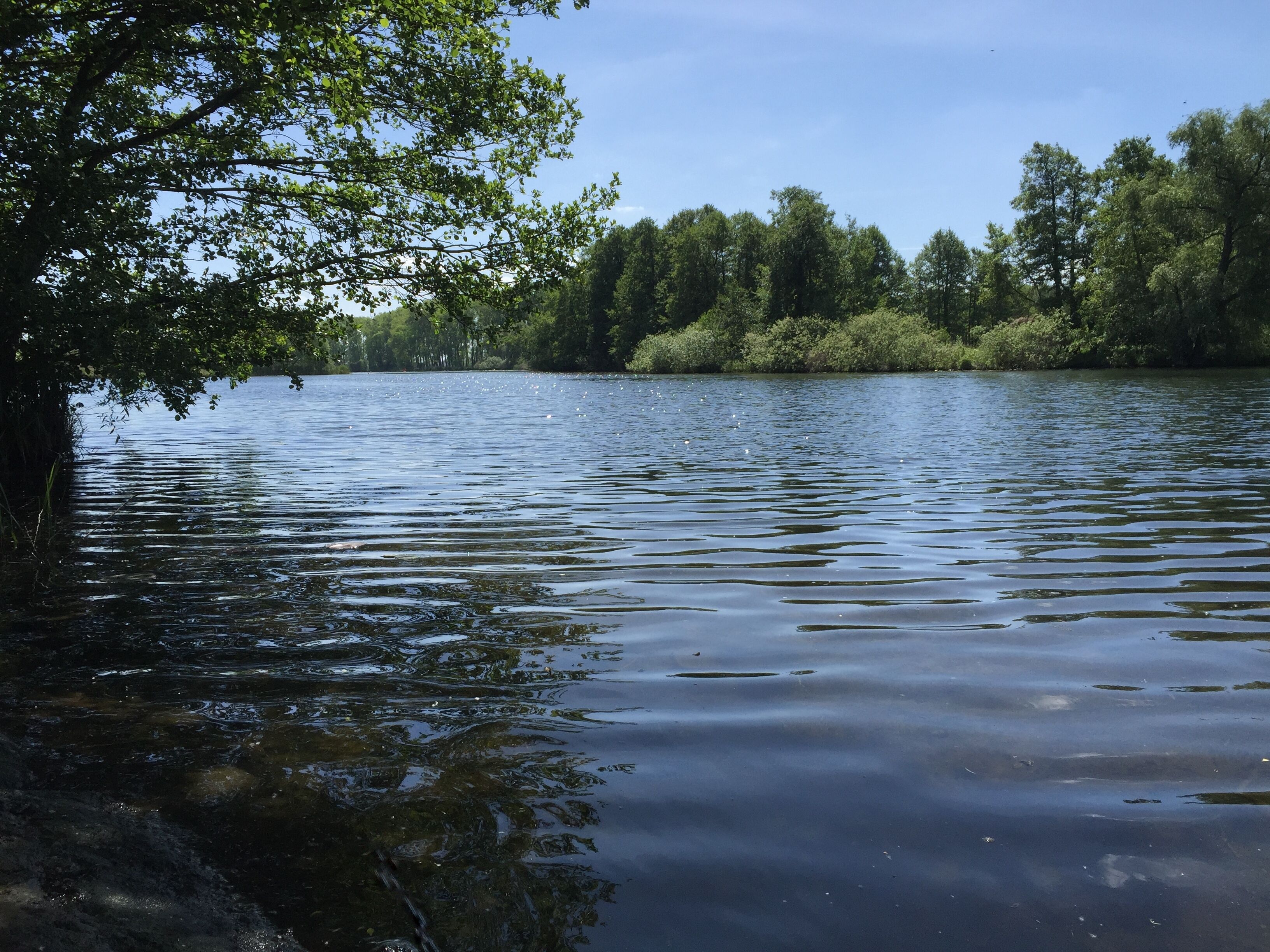 Un lago tranquilo con árboles y un cielo despejado.