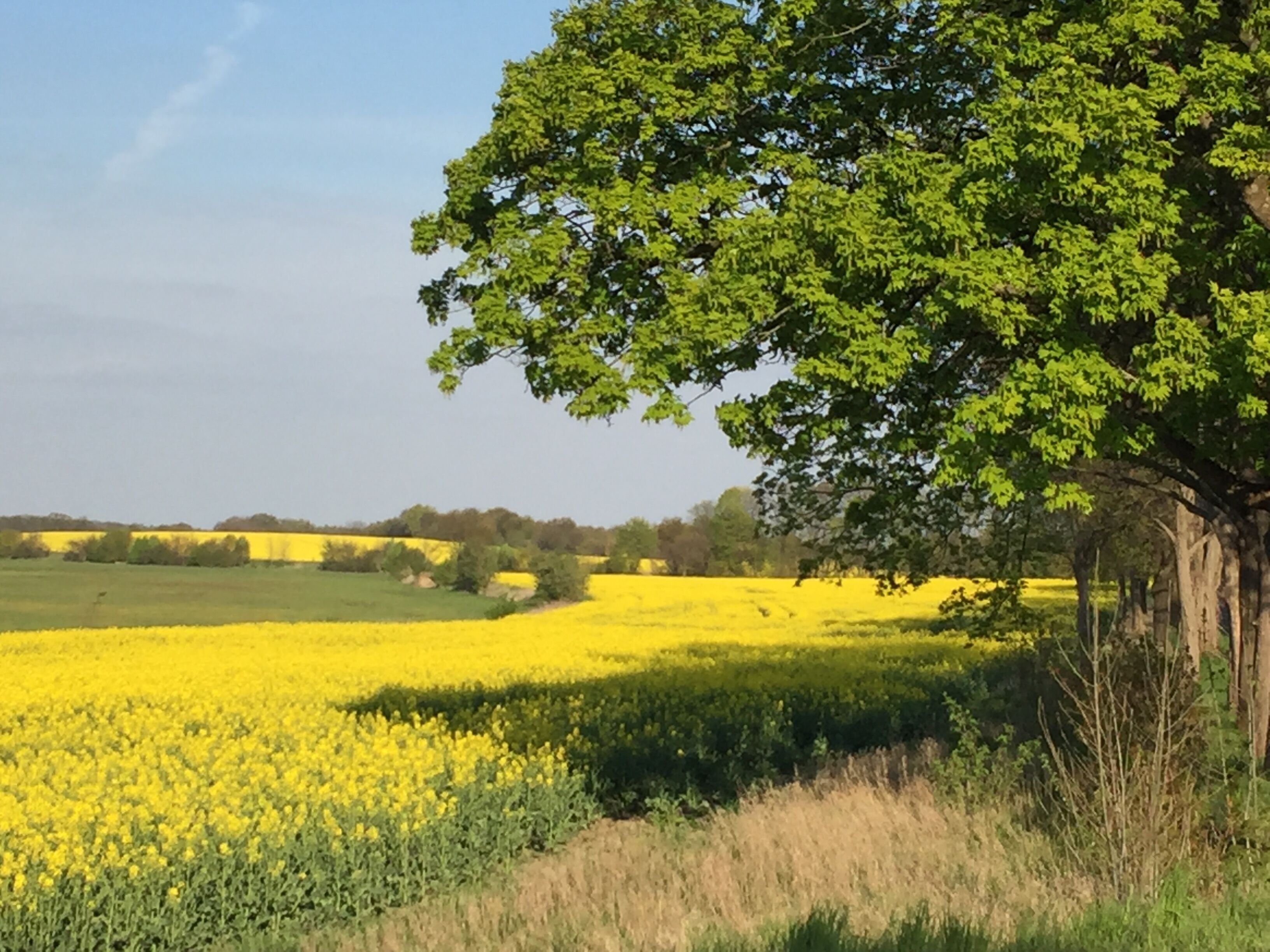 Un campo lleno de flores amarillas con un árbol grande al frente.