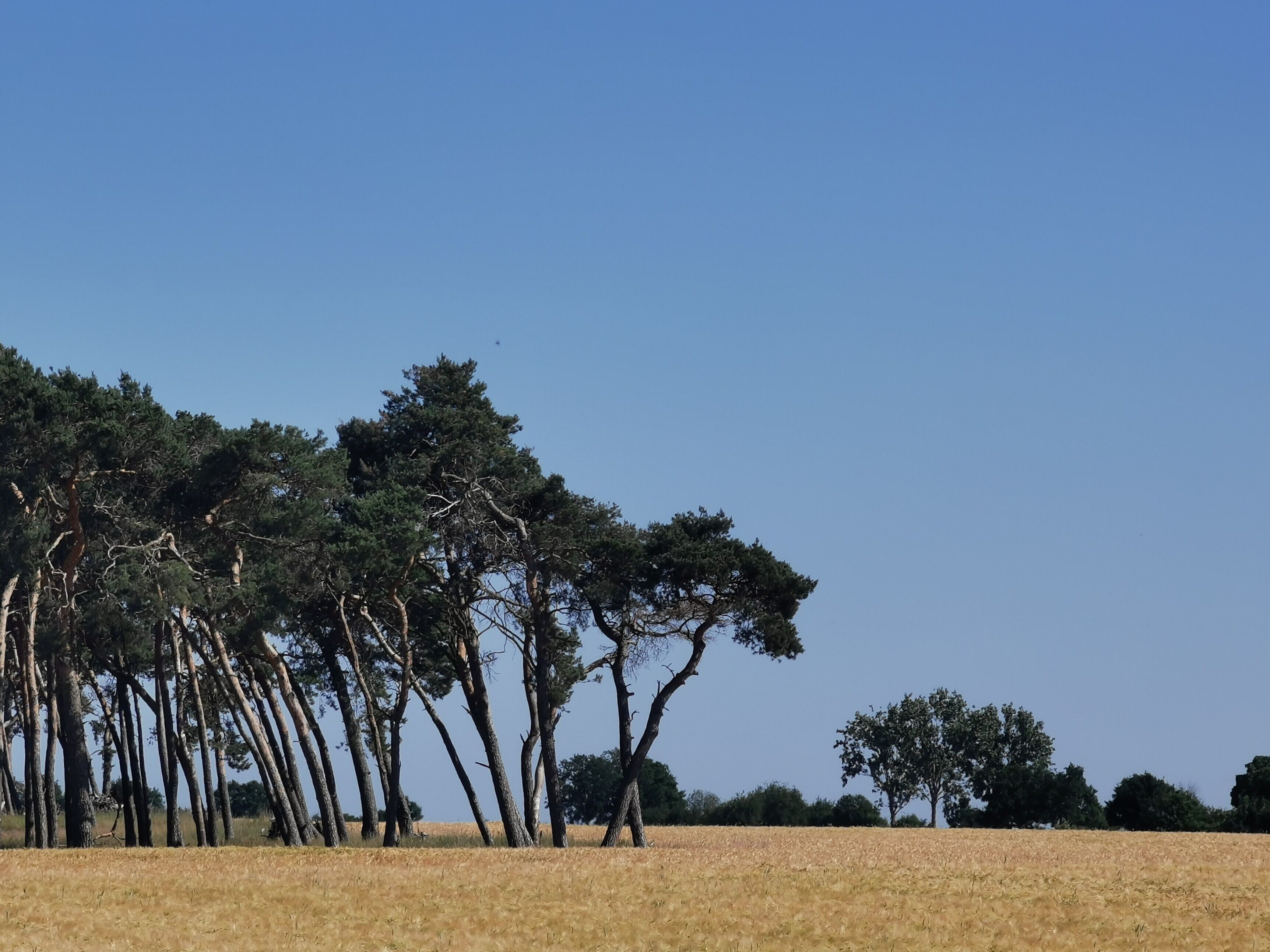 A field with tall trees and a clear sky.