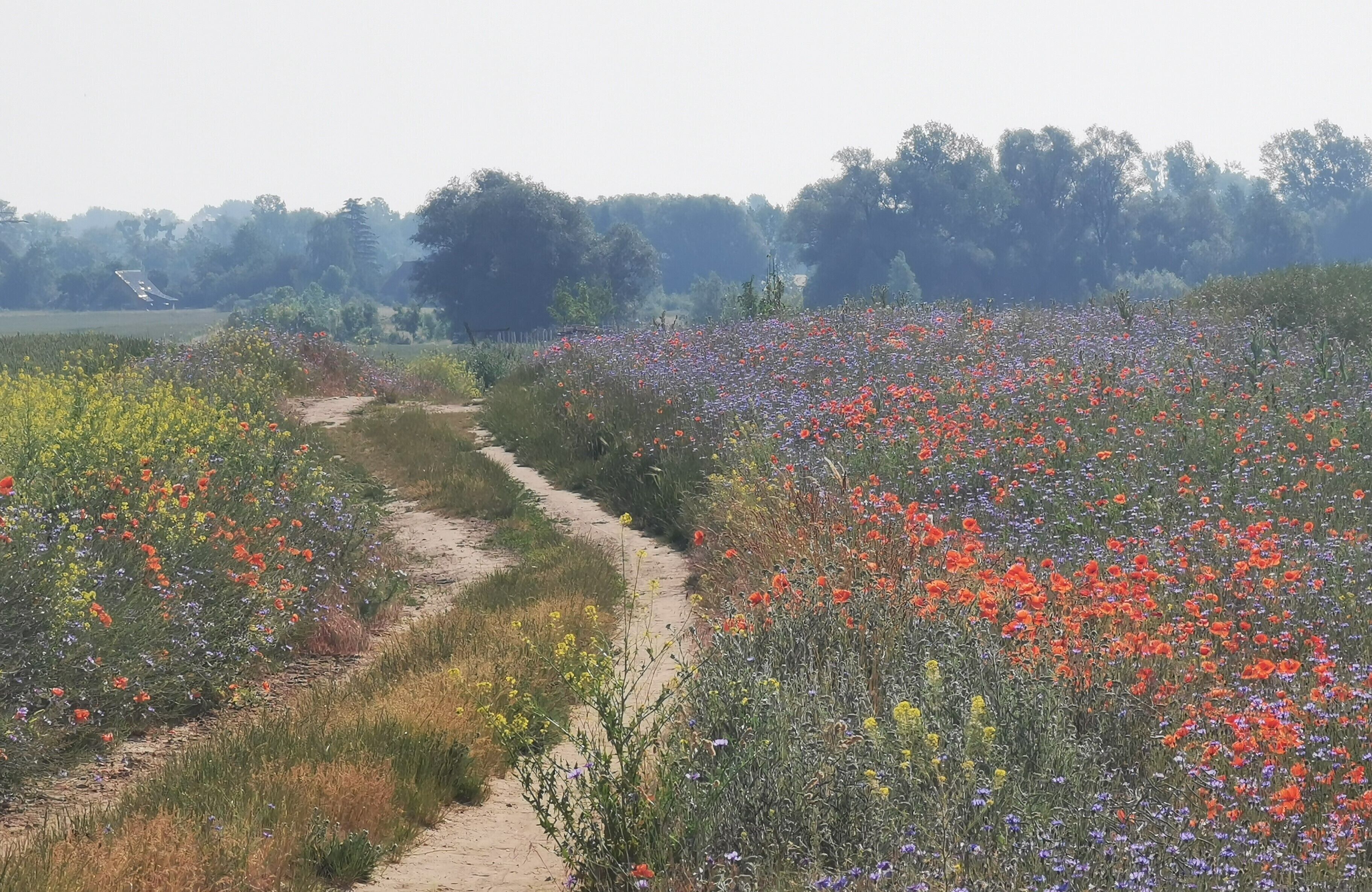 Un sendero atraviesa un campo de flores silvestres de colores, guiando hacia una zona boscosa.