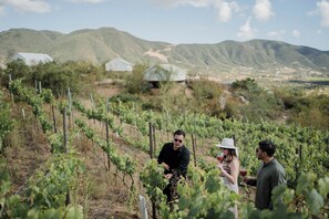 A vineyard with rows of grapevines, a few buildings in the background, and a hilly landscape. - Luxury Glamping Tent with Vineyard Views & Private Bathroom (Queen size) (San Antonio de las Minas)