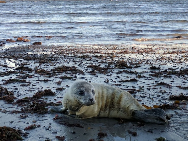 A young seal rests on the beach amidst seaweed and rocks.