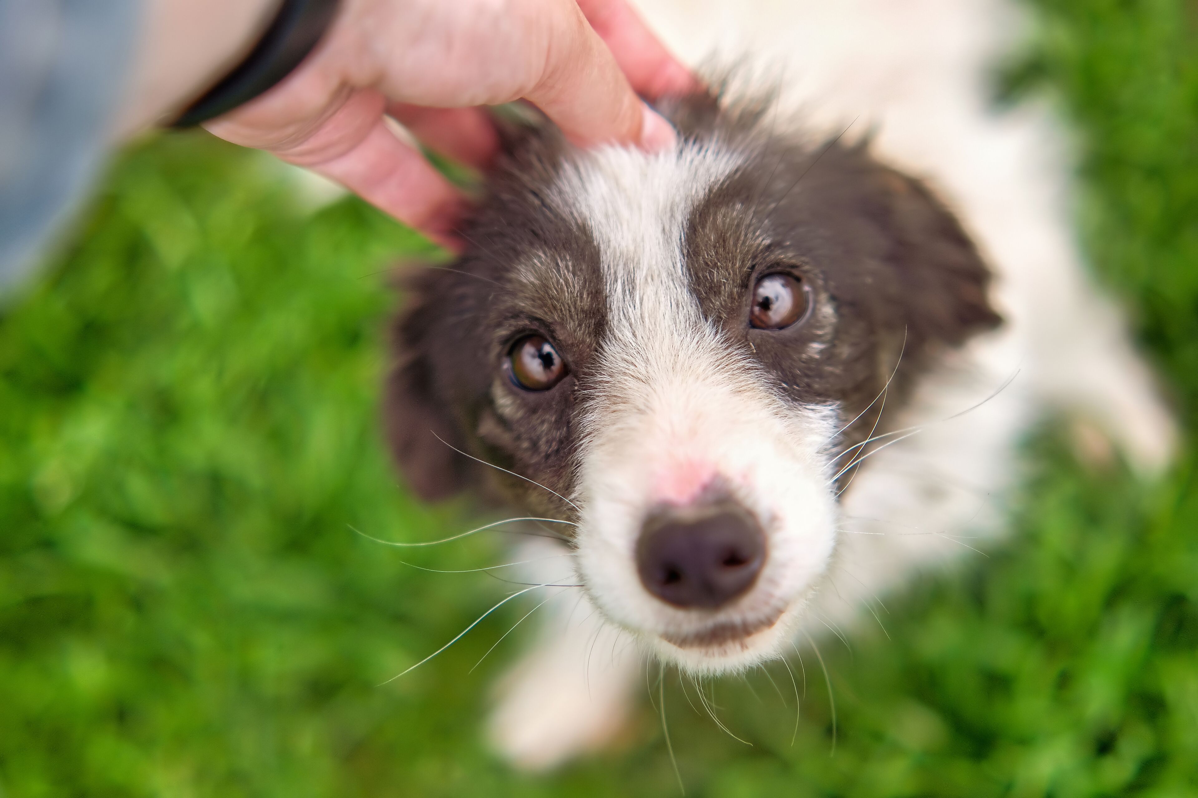 A close-up of a dog's face with a person petting it.