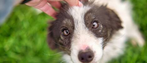 A close-up of a dog's face with a person petting it.