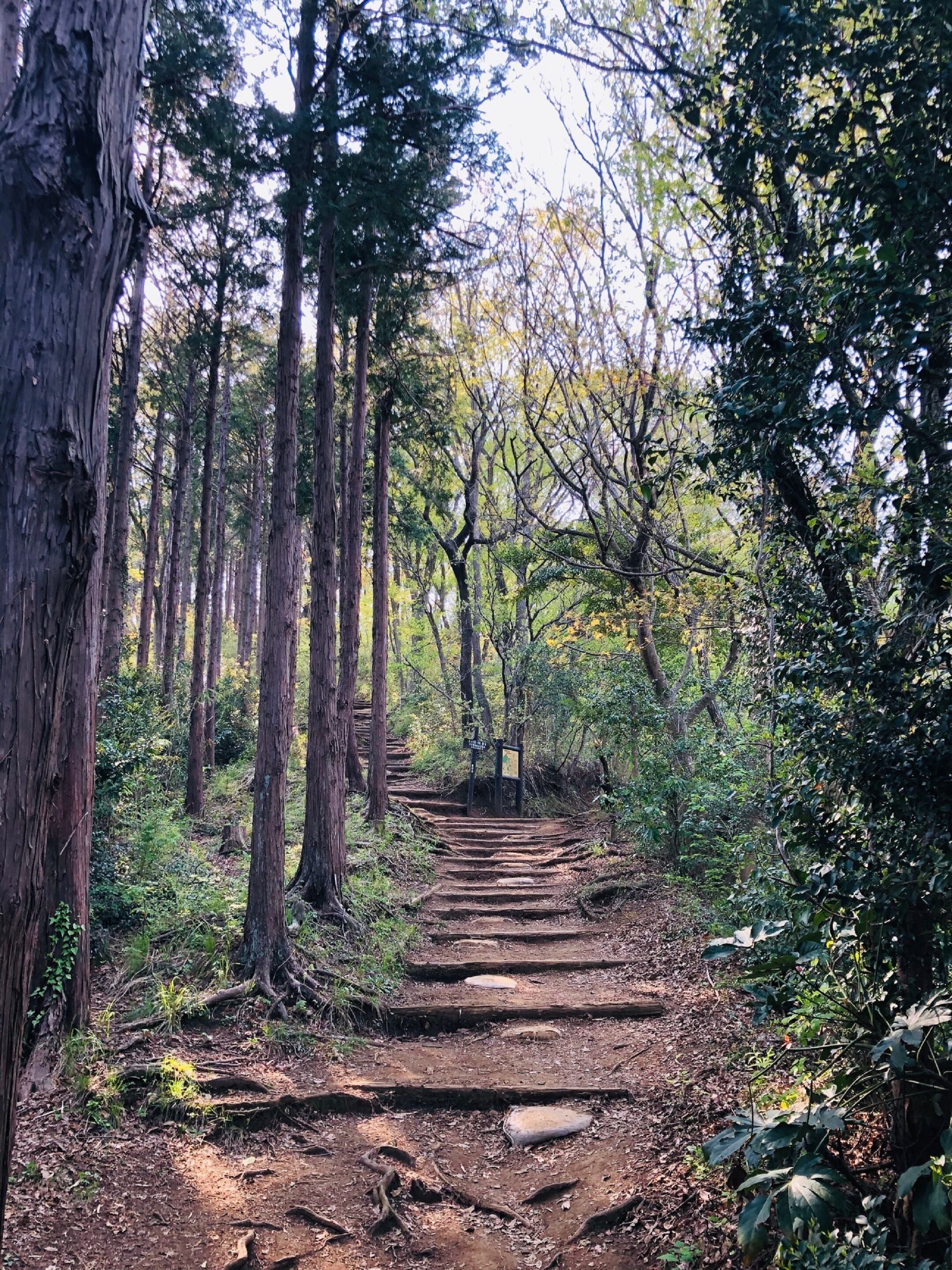Un sendero boscoso con escalones de madera que serpentea entre árboles altos.