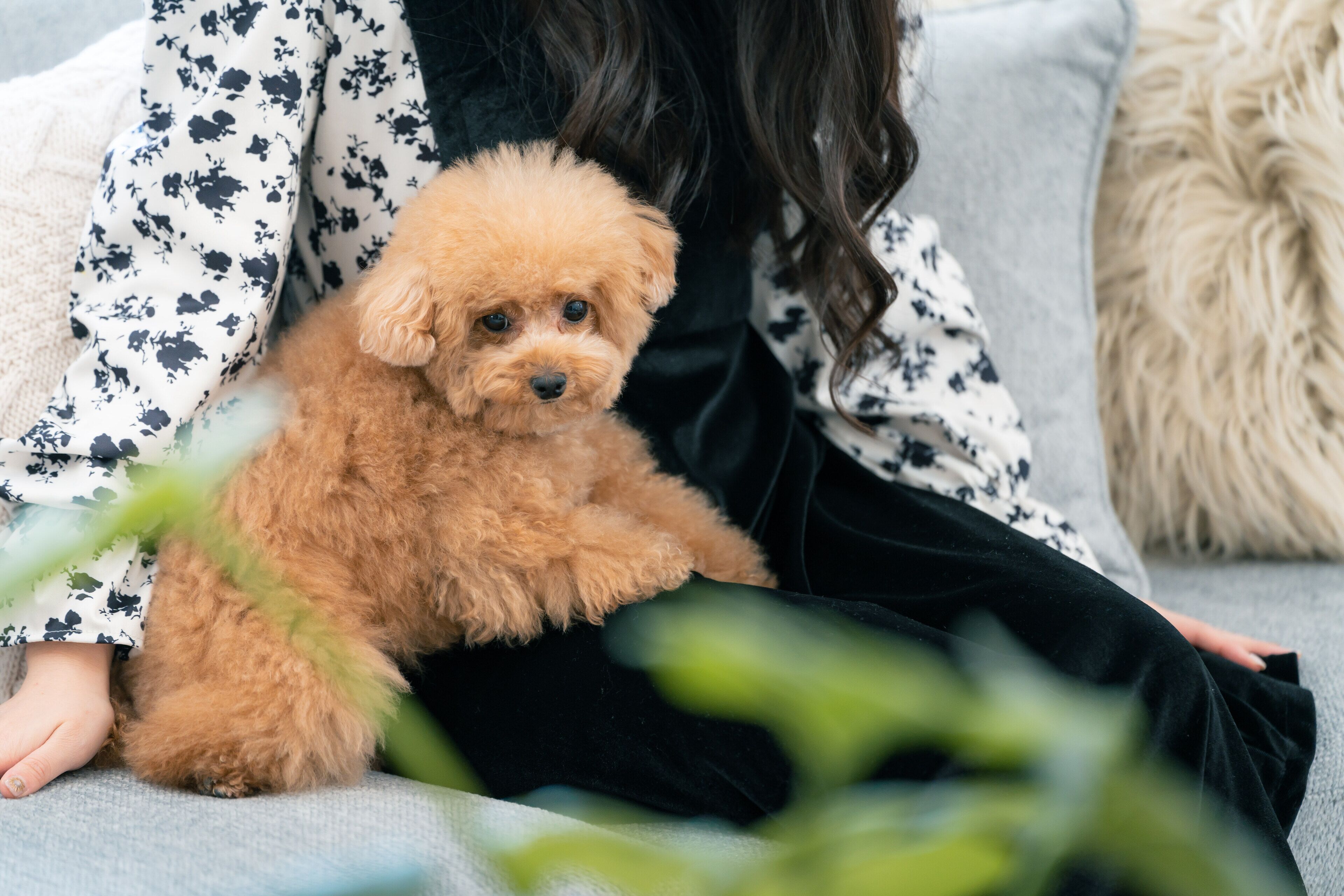 Una persona sentada en un sofá gris con un perro pequeño y esponjoso.