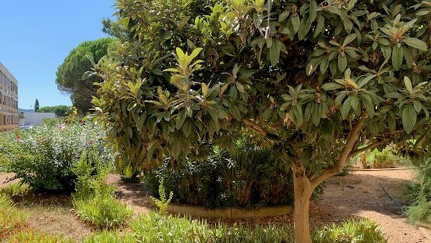 Ein Garten mit einem großen Baum, verschiedenen Pflanzen und einem Weg.