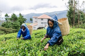 Two individuals harvesting tea leaves in a field with a house and mountains in the background. - Tea & Experience Factory (HANGURANKETHA)