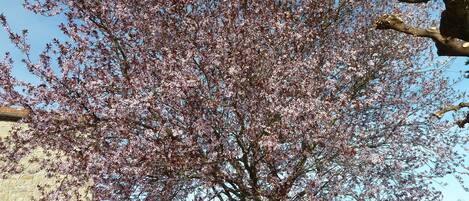 A tree with pink blossoms in front of a stone building.
