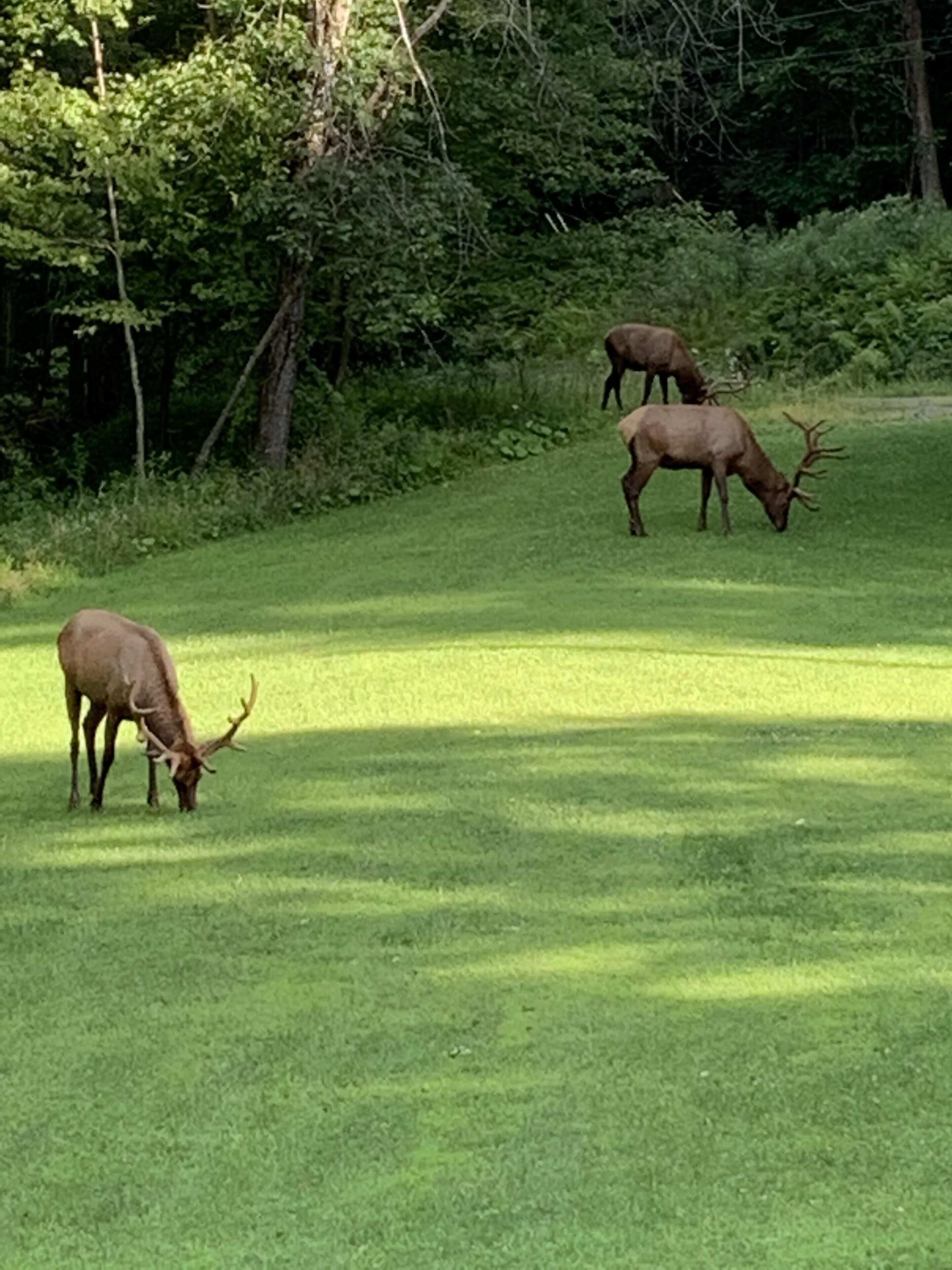 Un campo cubierto de hierba donde tres alces pastan.