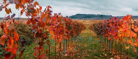 A vineyard with rows of grapevines under a cloudy sky.
