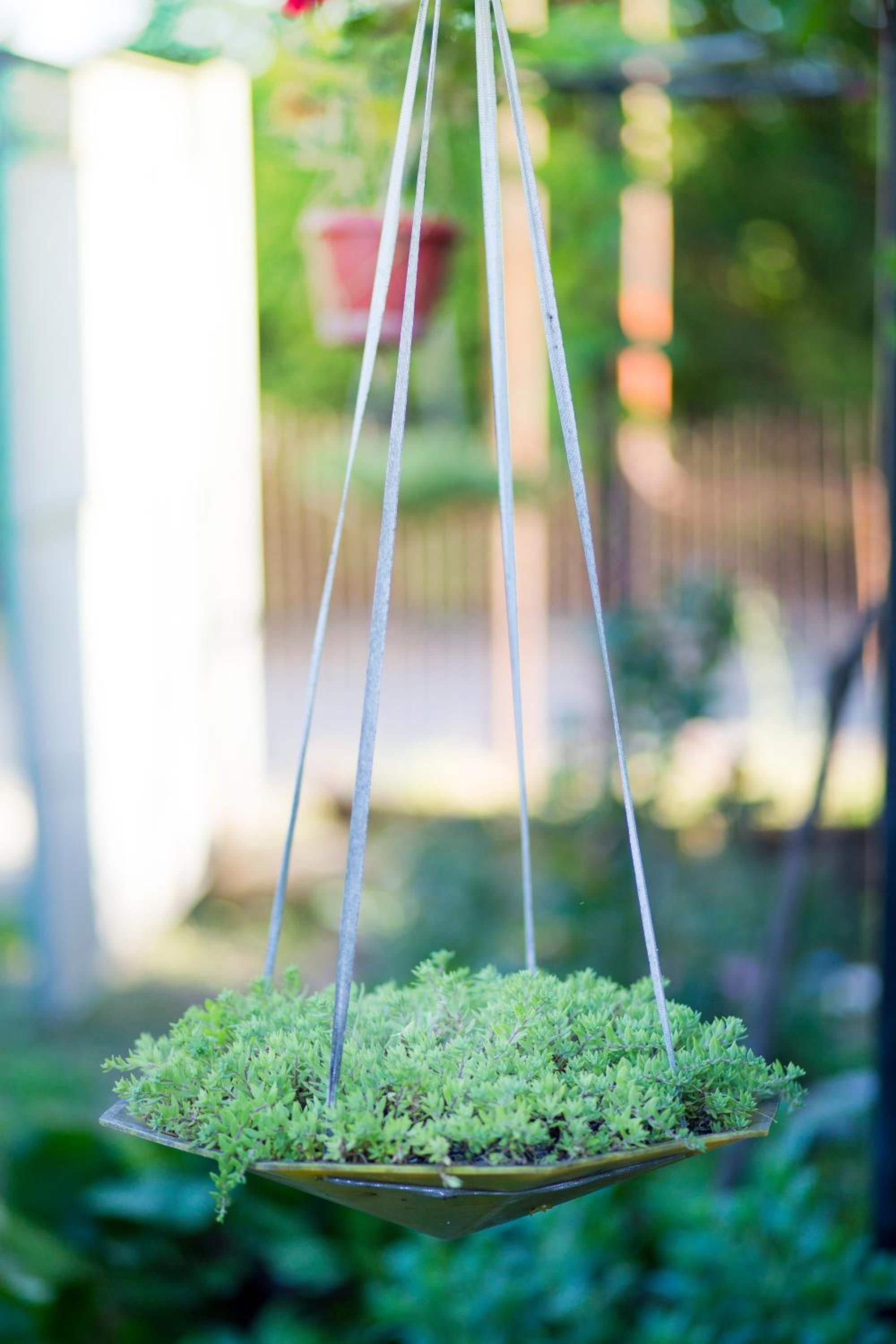 A hanging planter with green foliage.