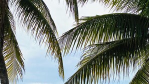 Una playa con palmeras, un bote y un mar tranquilo.