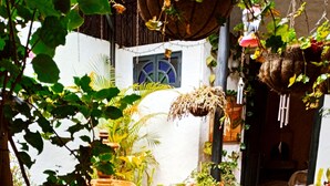 Un jardin agrémenté de plantes en pot, un sentier en pierre et un bâtiment rustique avec une fenêtre bleue.