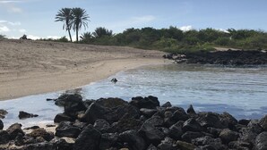A beach with rocky foreground, sandy shore, and palm trees in the background. - Casa del Lago Lodging House (Puerto Ayora)