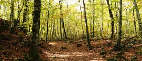 Sendero en un bosque con árboles y hojas caídas.