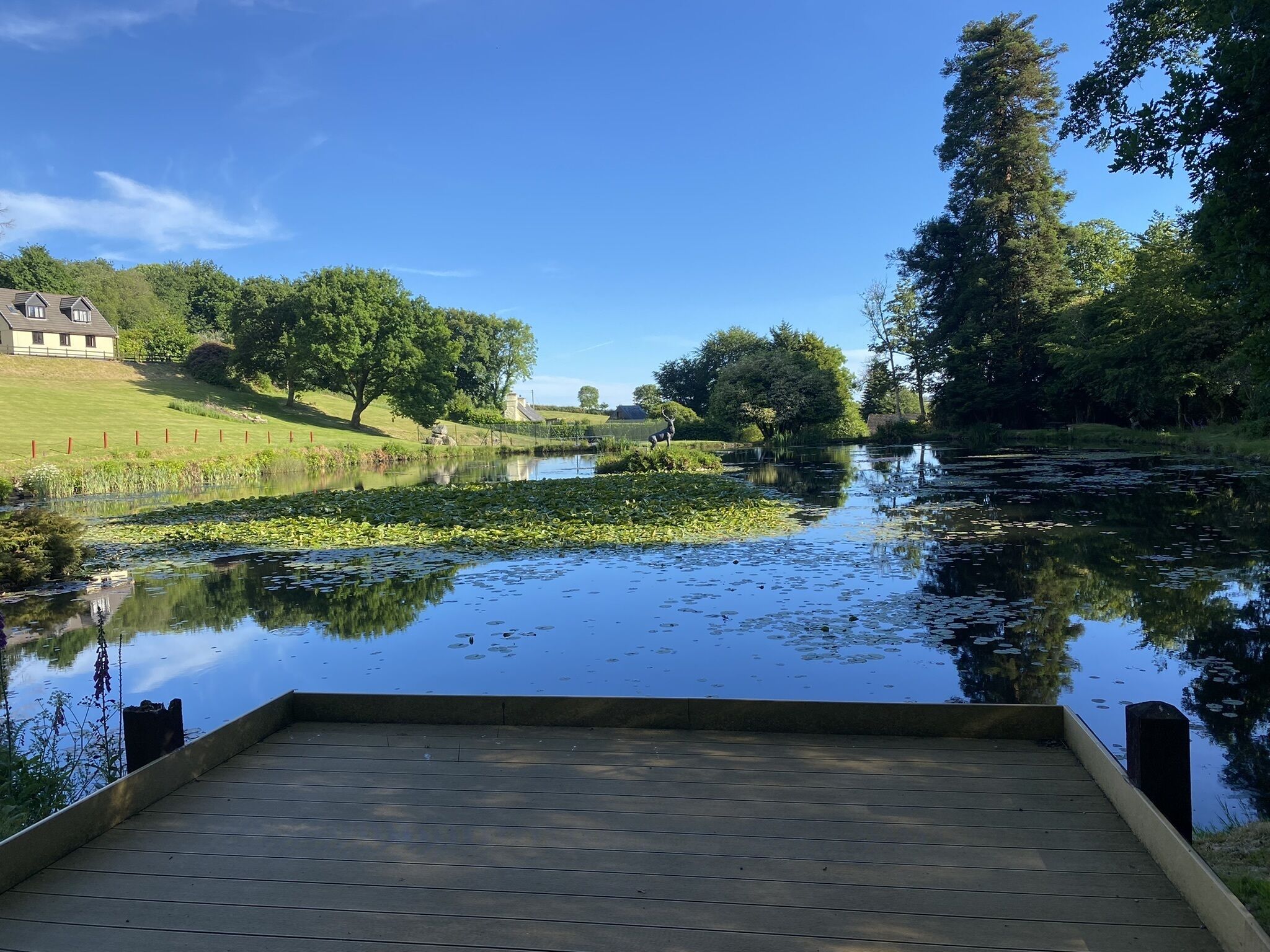 Un muelle de madera se extiende sobre un río tranquilo con lirios acuáticos, rodeado de exuberante vegetación y un cielo azul despejado.