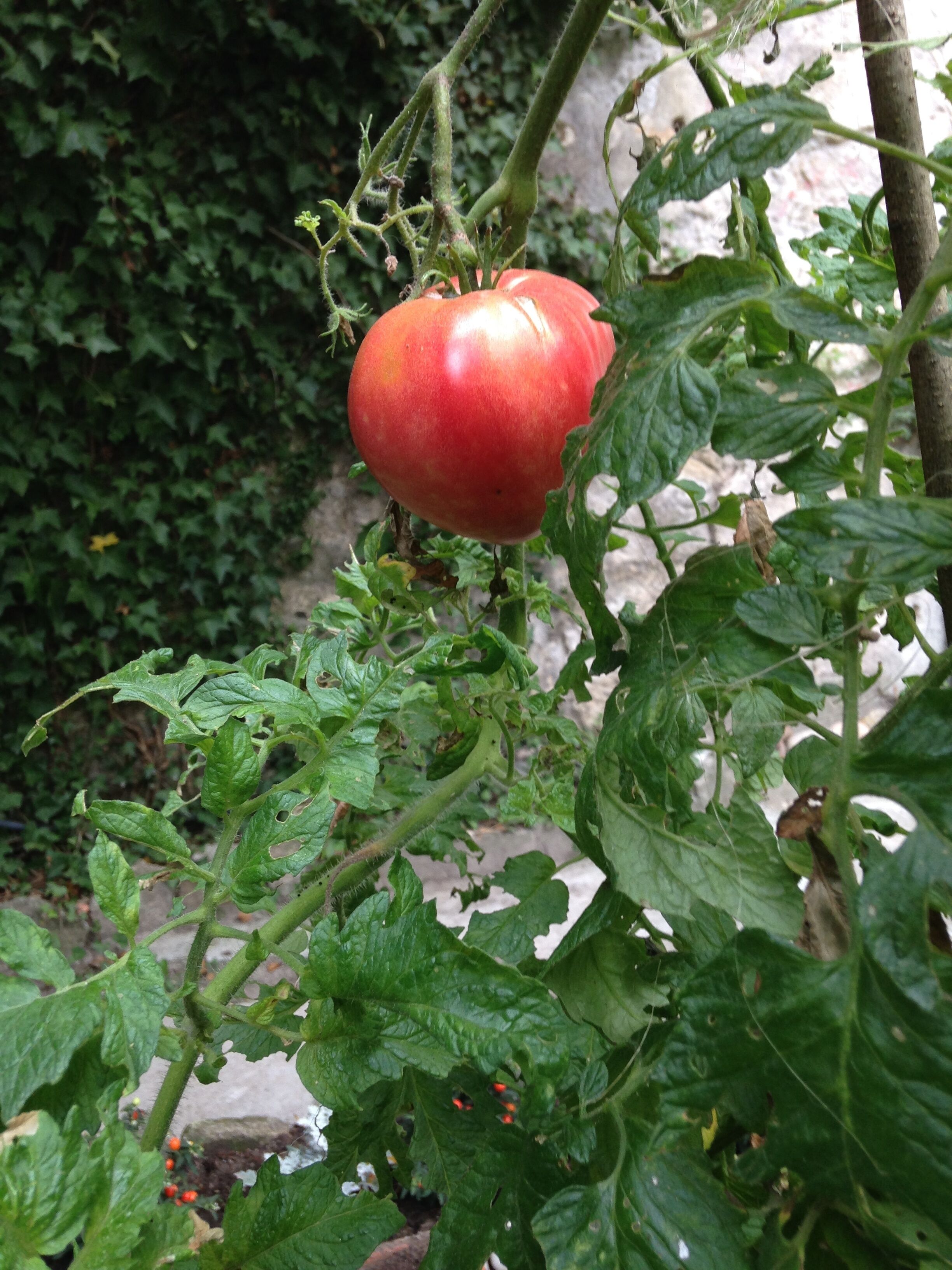 Photo - Palace Museum & National Monument - Espaço Palmeiras
