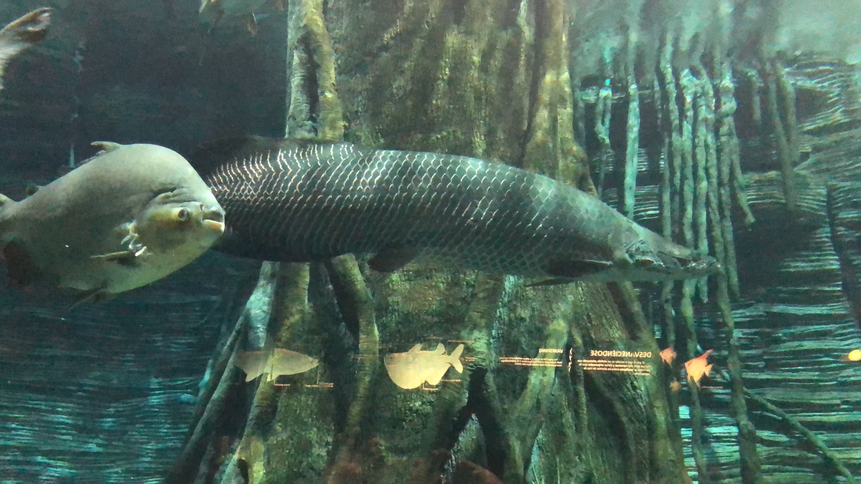 Photo - Casa Hotel Manco Mora