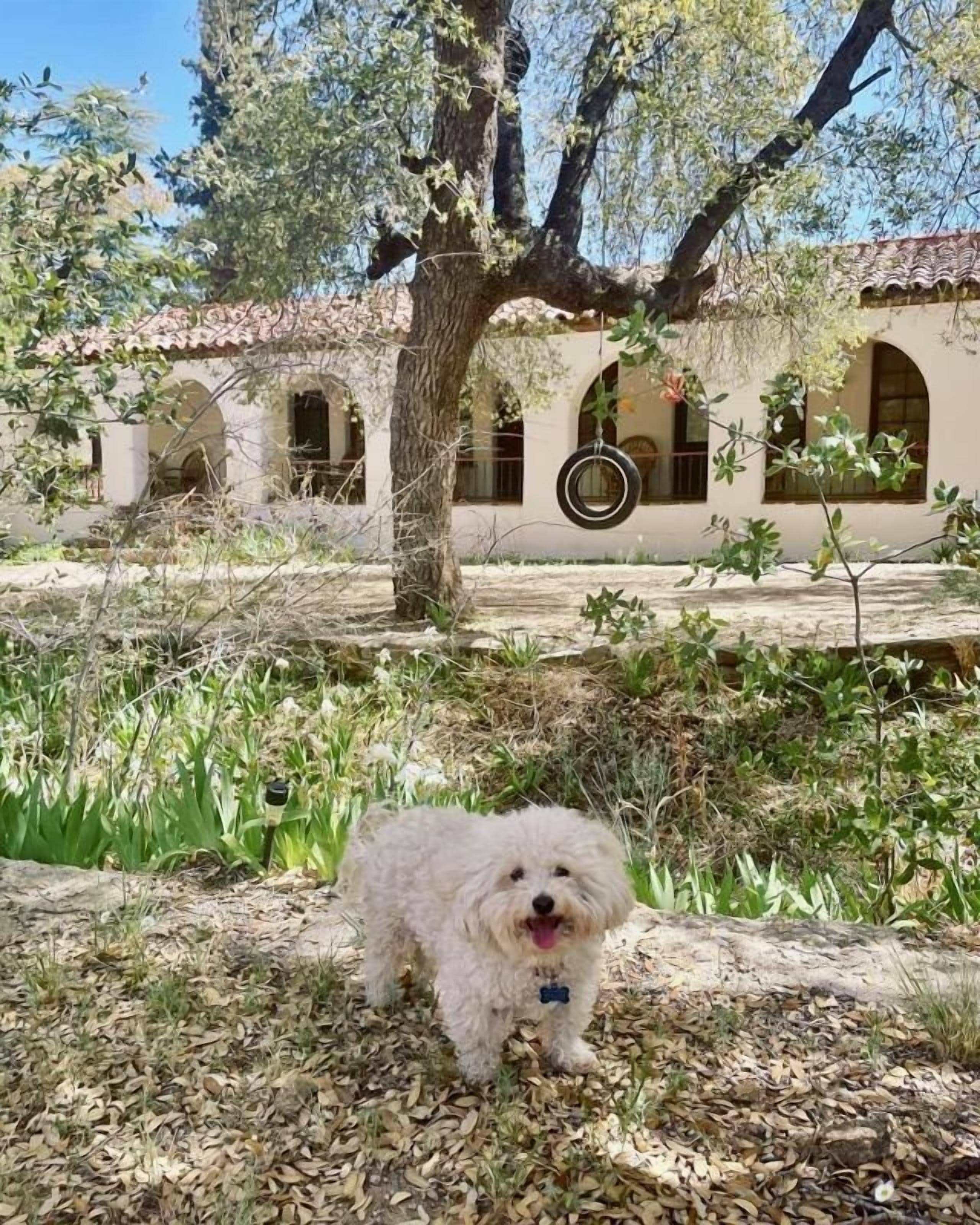 Un perro en un patio con un edificio al fondo.