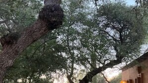 السماح باصطحاب الحيوانات الأليفة