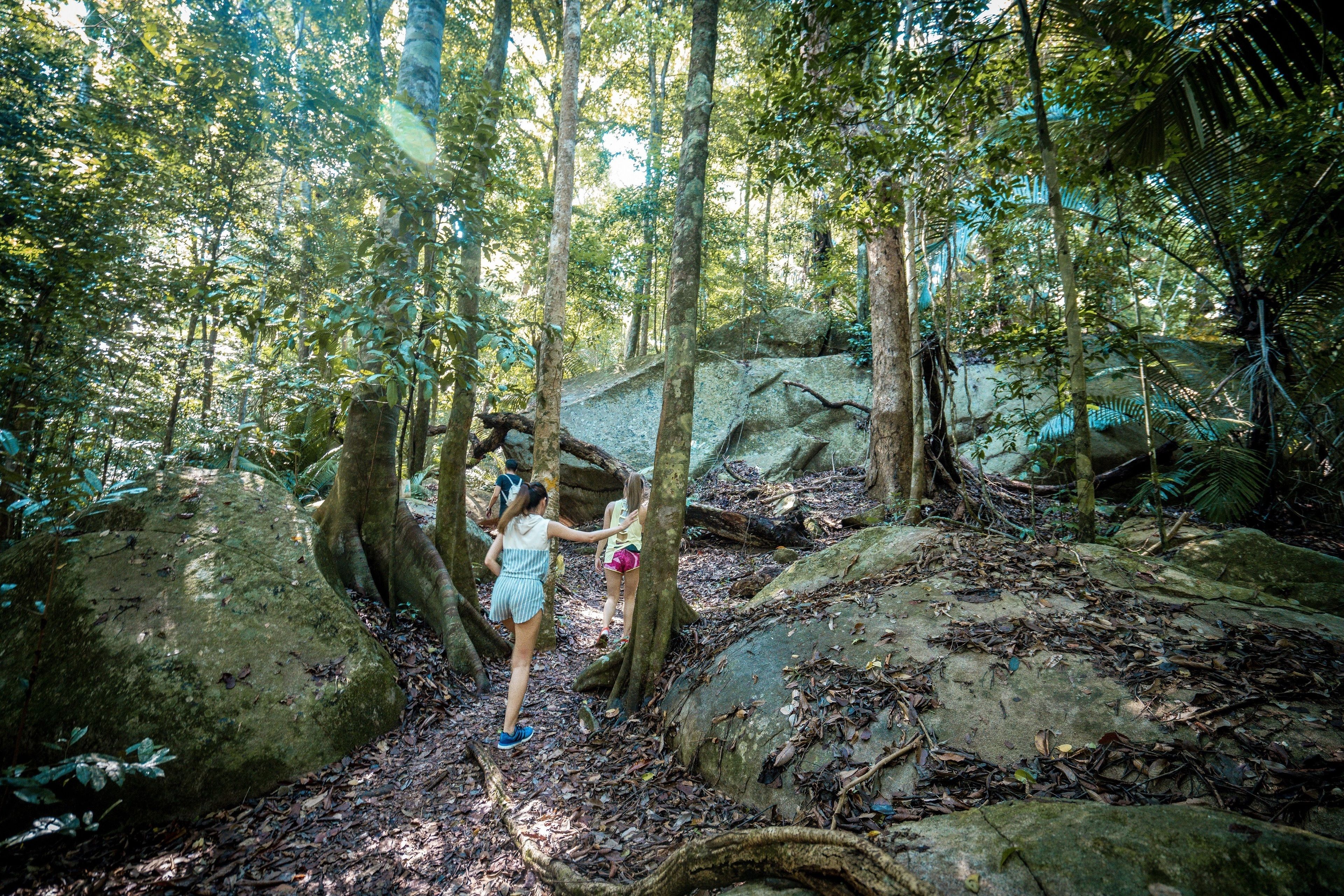 A forested area with large rocks and trees.