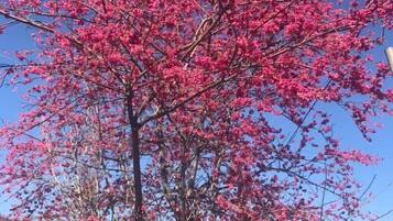 A tree with pink blossoms in a natural setting.