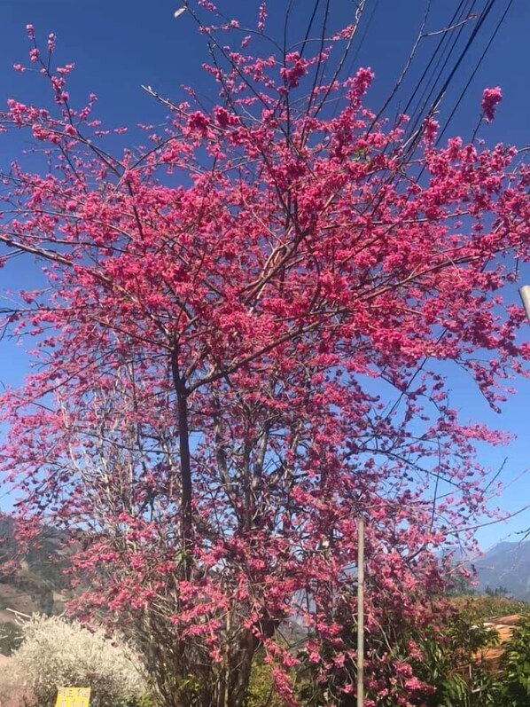 A tree with pink blossoms in a natural setting. - Erping Mountain Resort (Shuili)