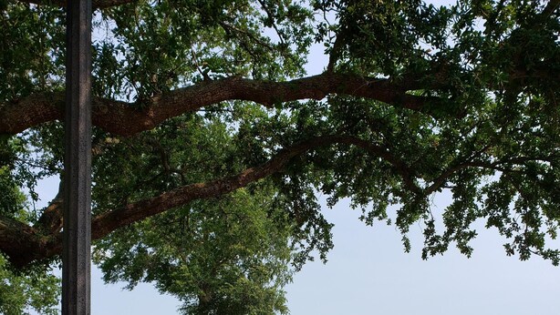 Ein Park mit einem gepflasterten Weg, einem großen Baum und Blick auf ein Gewässer.