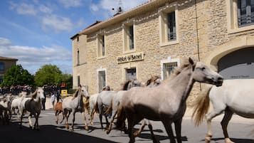 A stone building with a sign reading "Hotel O'Banel" and a crowd of horses in the foreground.