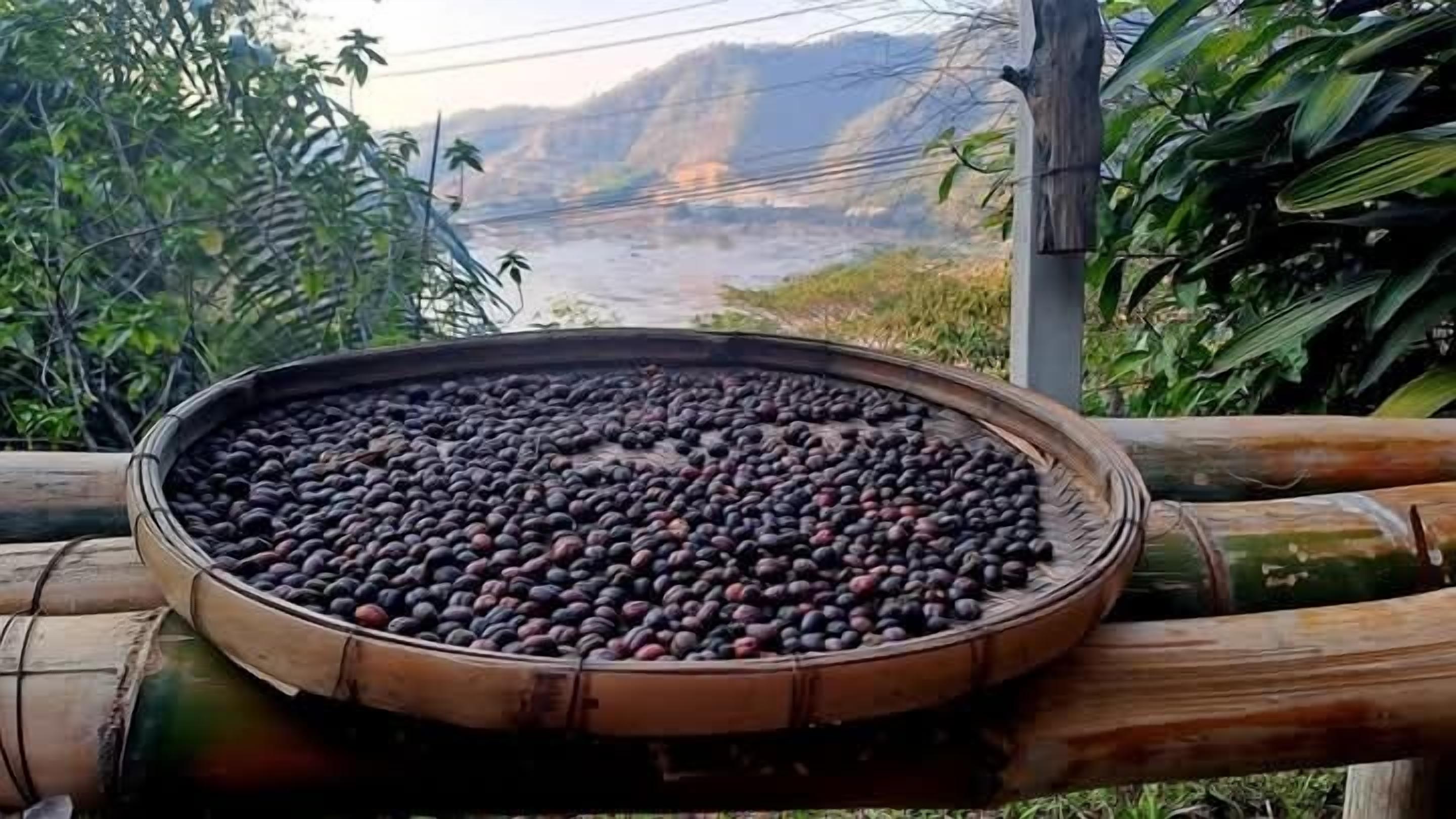 Un grande vassoio di legno colmo di frutta scura, forse chicchi di caffè, posizionato all'aperto con vista su un fiume e montagne sullo sfondo.