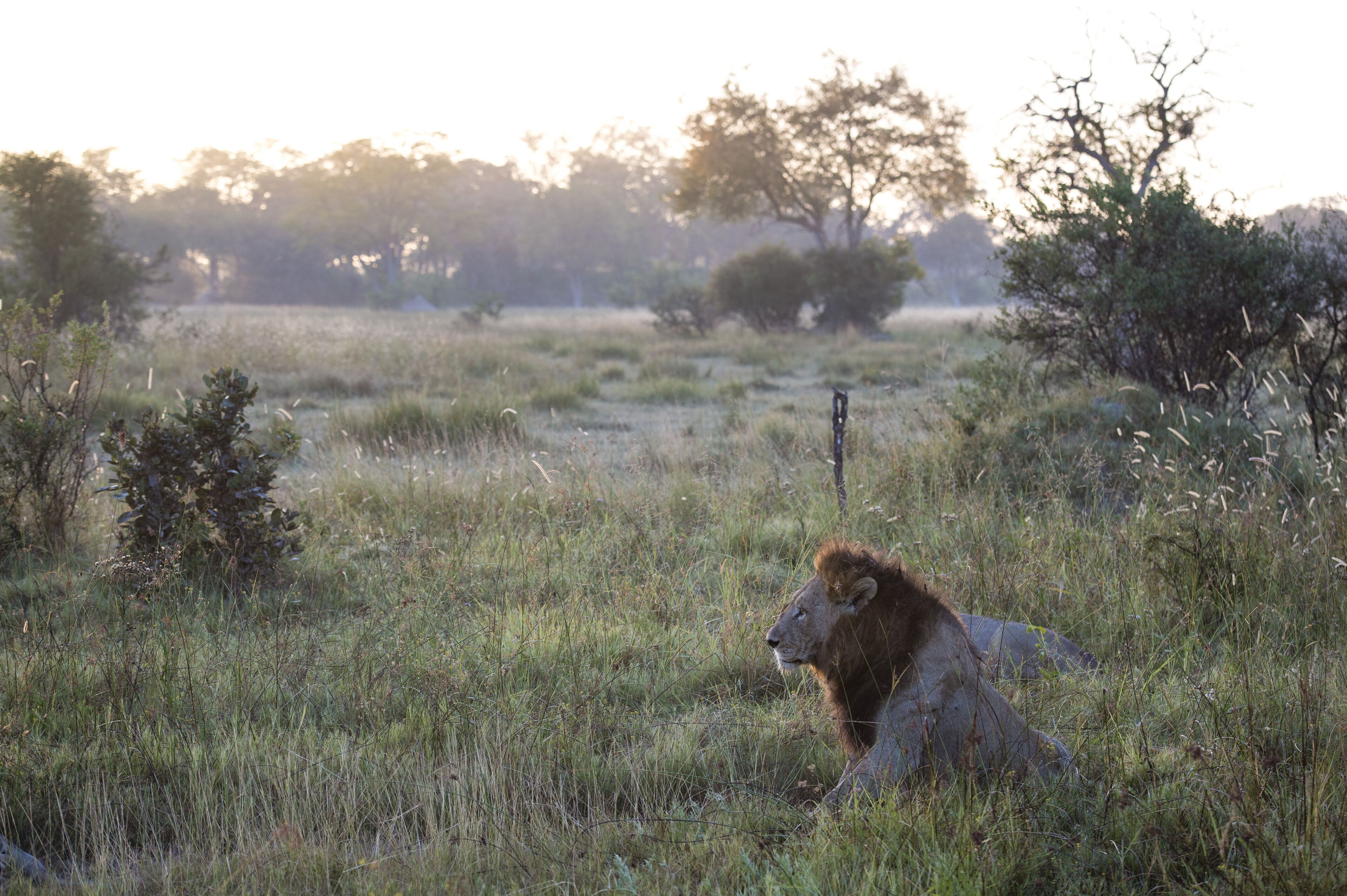 Un león descansando en una sabana con árboles al fondo.