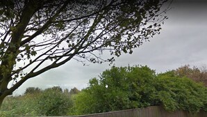 Een omheind tuingedeelte met weelderige begroeiing en bomen.