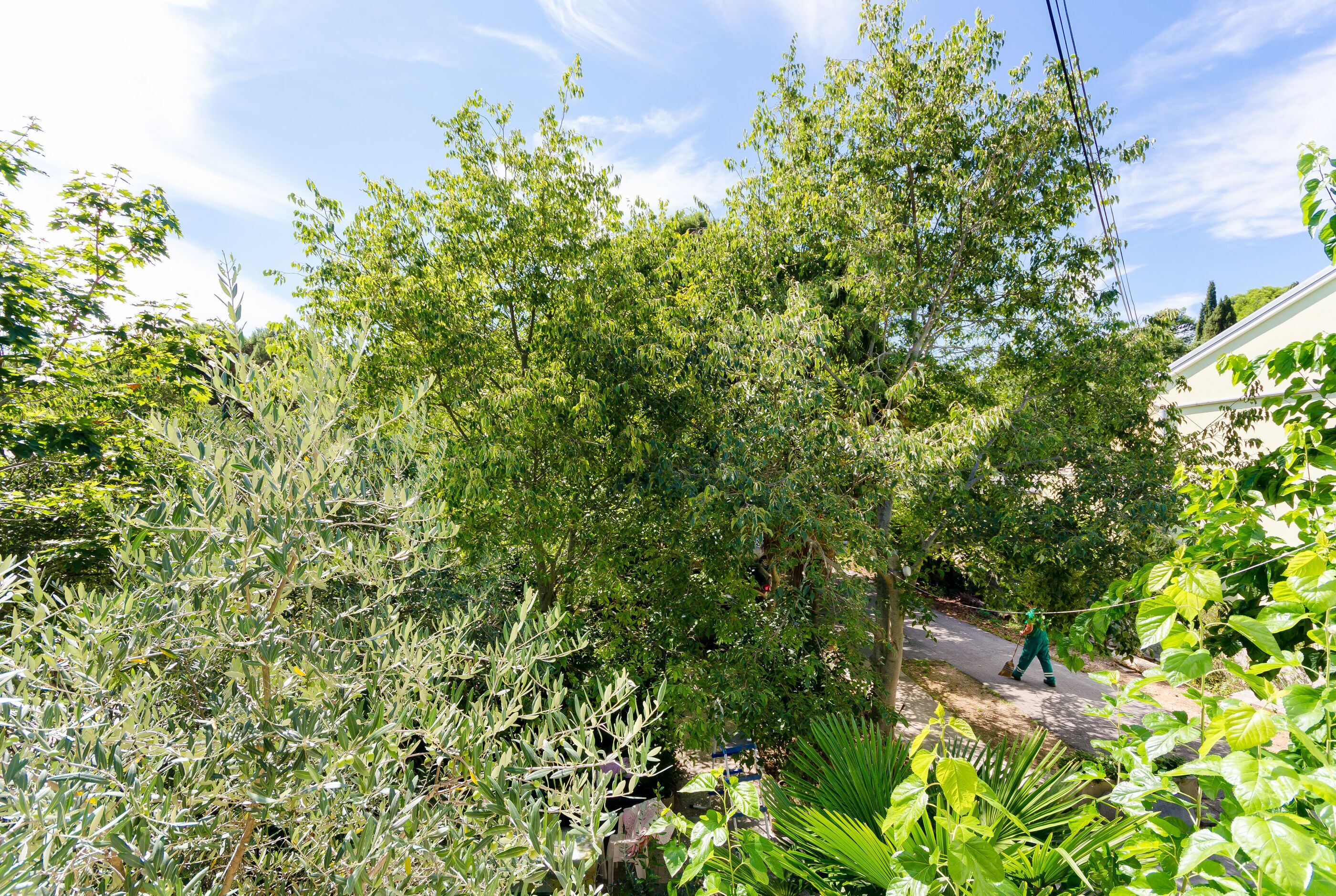 Un jardin avec différentes plantes et arbres, un sentier et une personne qui marche.