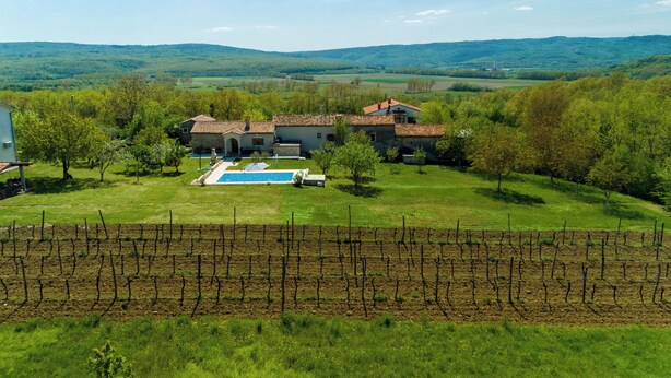A vineyard with rows of grapevines, a swimming pool, and a house with a red roof.