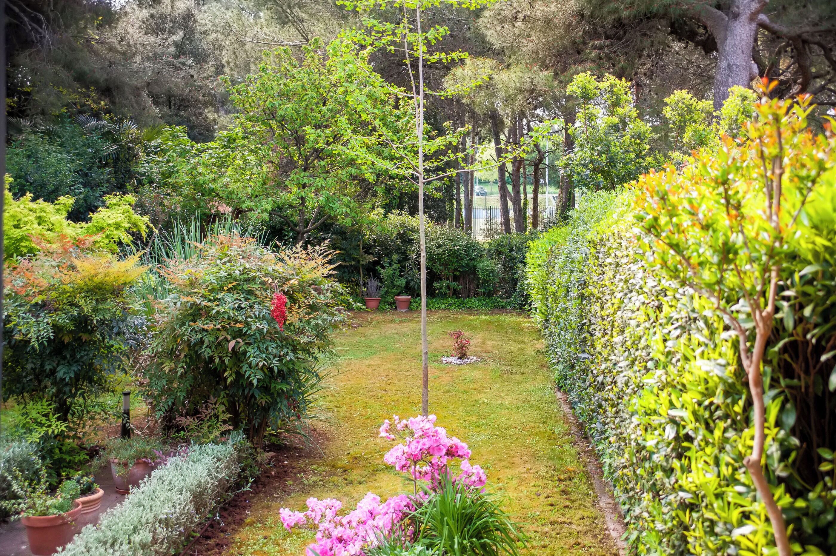 A lush garden with various plants and a central pathway.