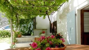 A wooden table with a potted plant in the center. - House Elena (Lindar)