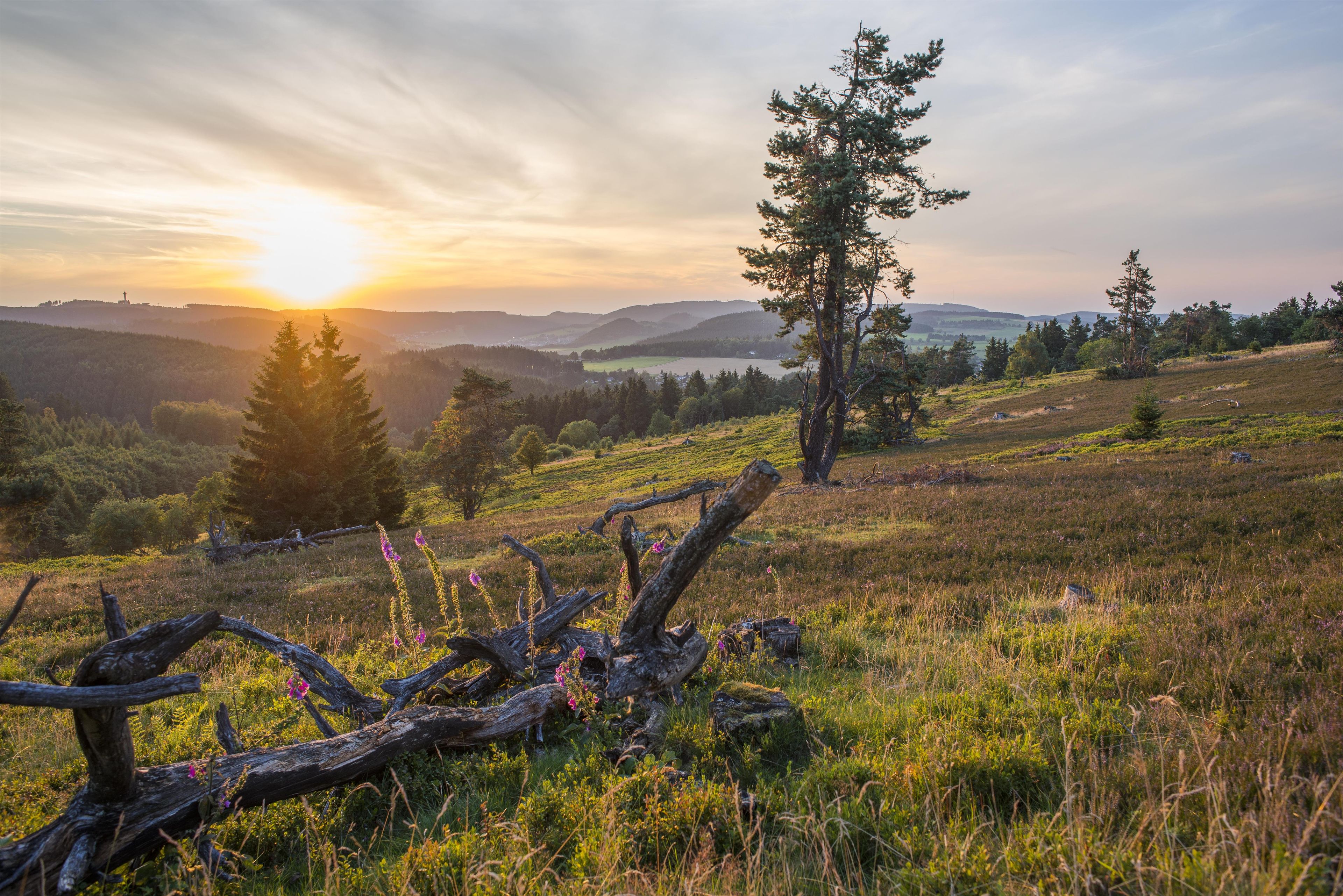 A natural landscape with a fallen tree, a clear sky, and distant hills.