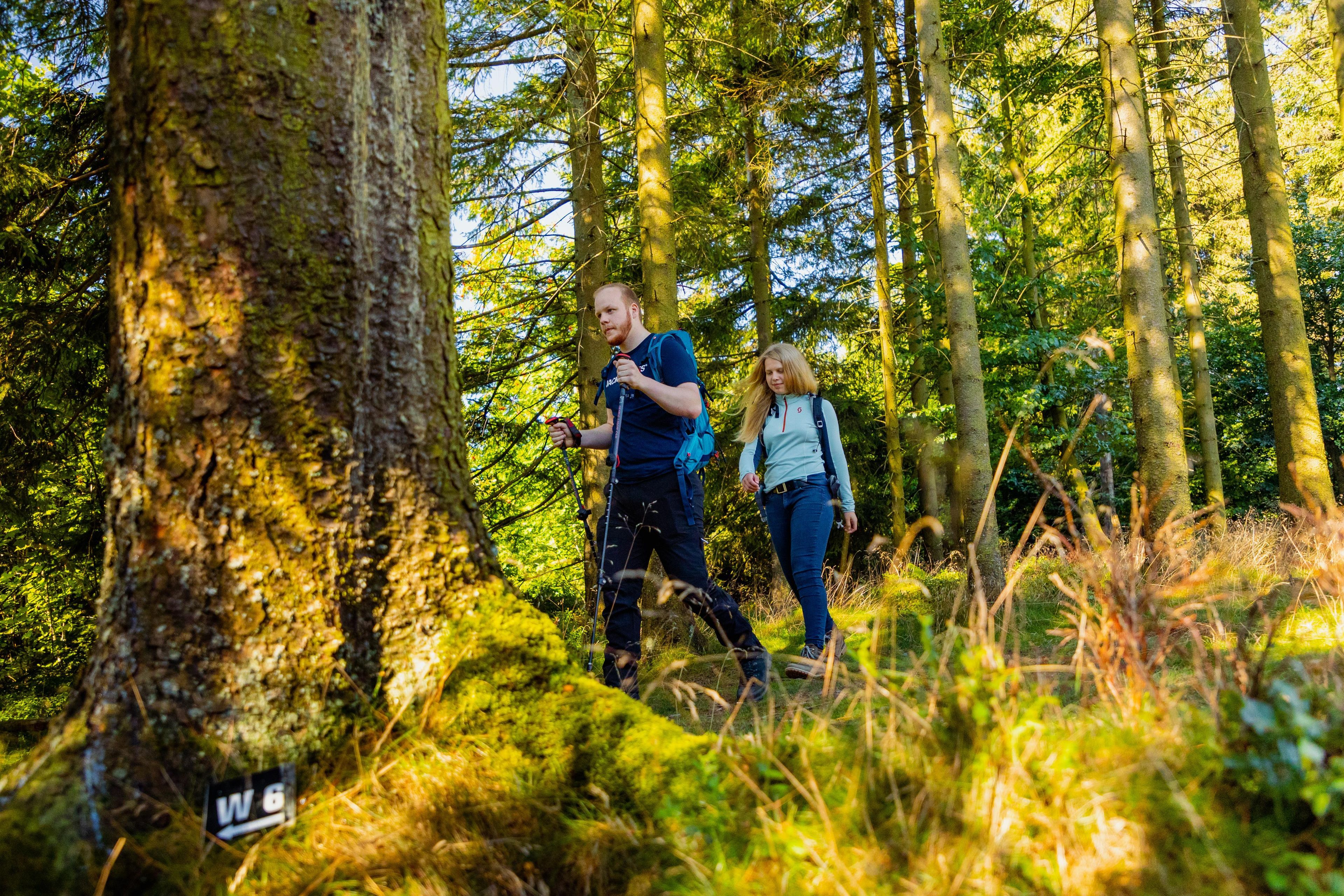 Two people hiking in a forest with tall trees and moss-covered trunks.