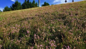 Eine Seilbahn mit Gondeln, die an Kabeln hängen, vor einer grünen Wiese mit rosa Blumen und blauem Himmel.