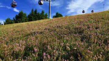 Un sistema de teleférico con cabinas suspendidas de cables, frente a un campo cubierto de pasto y flores rosadas, bajo un cielo azul despejado.
