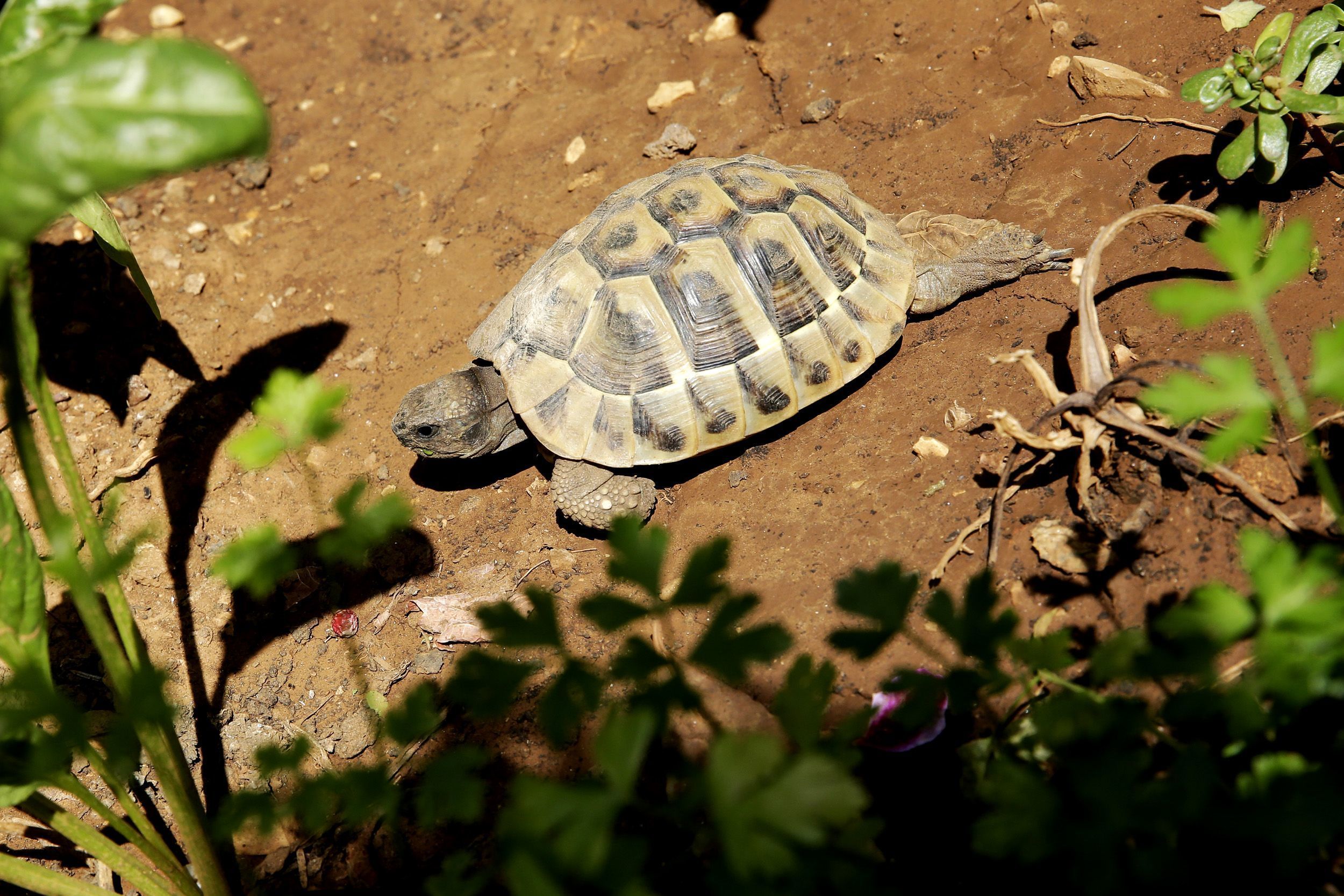 A tortoise on a dirt surface with green foliage in the foreground.