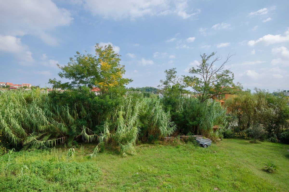 Un'area erbosa con vegetazione fitta e cielo sereno.