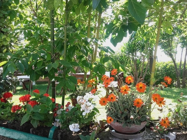 Garden - Pier delle Vigne B&B (Pineto)