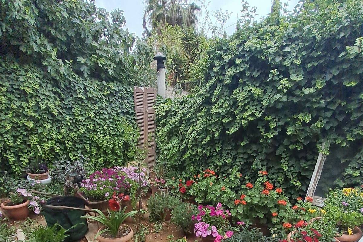 Un jardín en la azotea con diversas plantas y flores en macetas.