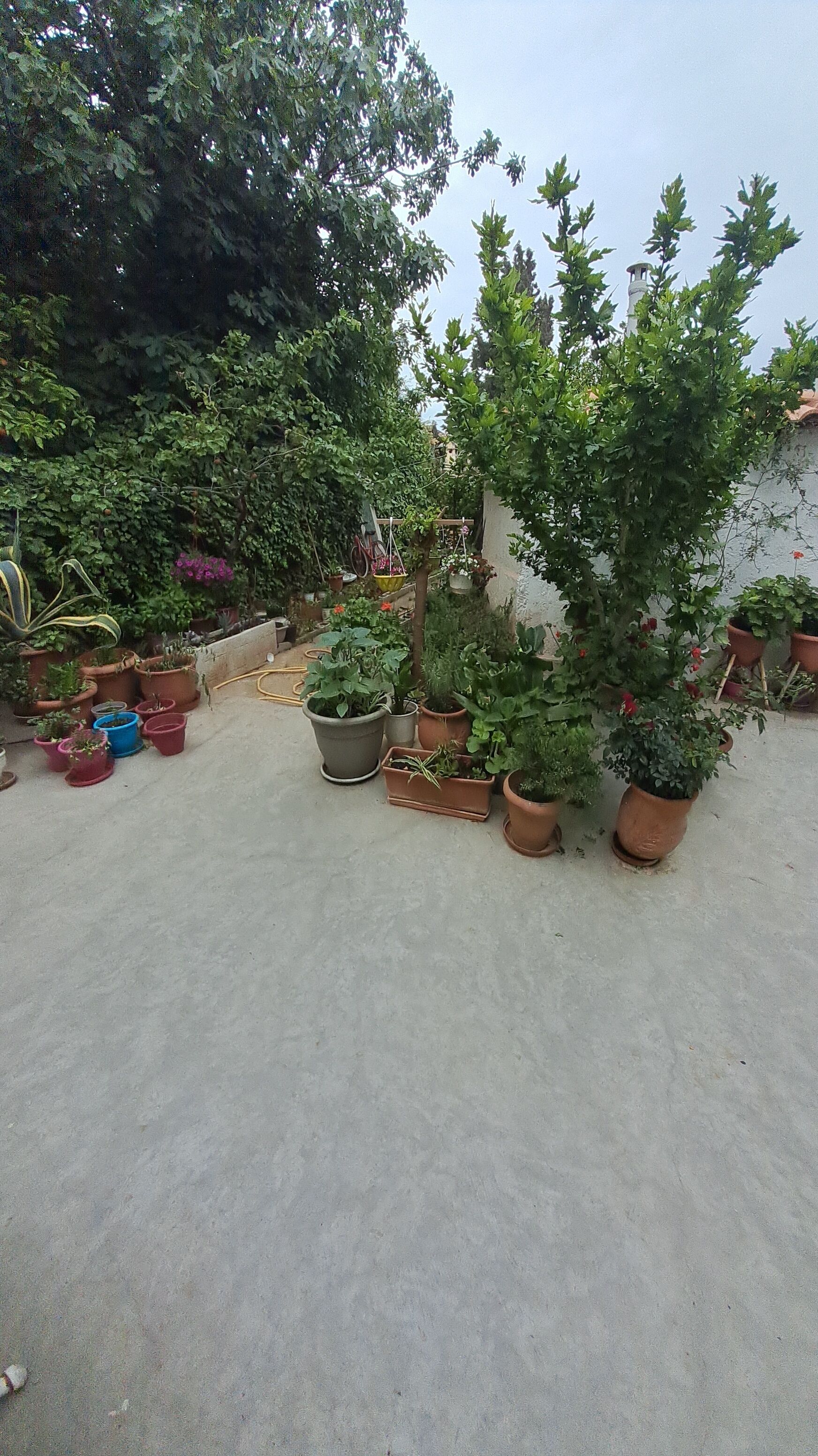 A rooftop garden with various potted plants and a small structure.