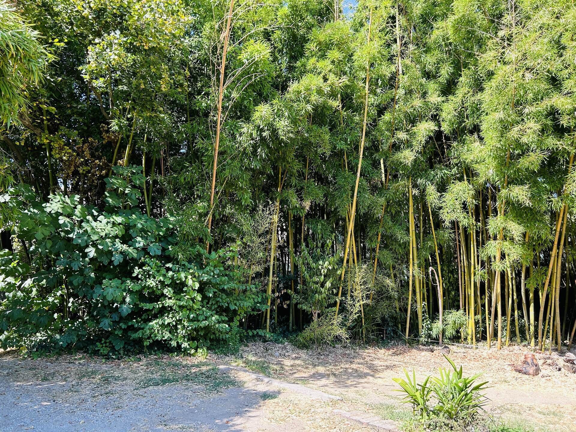 A dense bamboo forest with a gravel path.