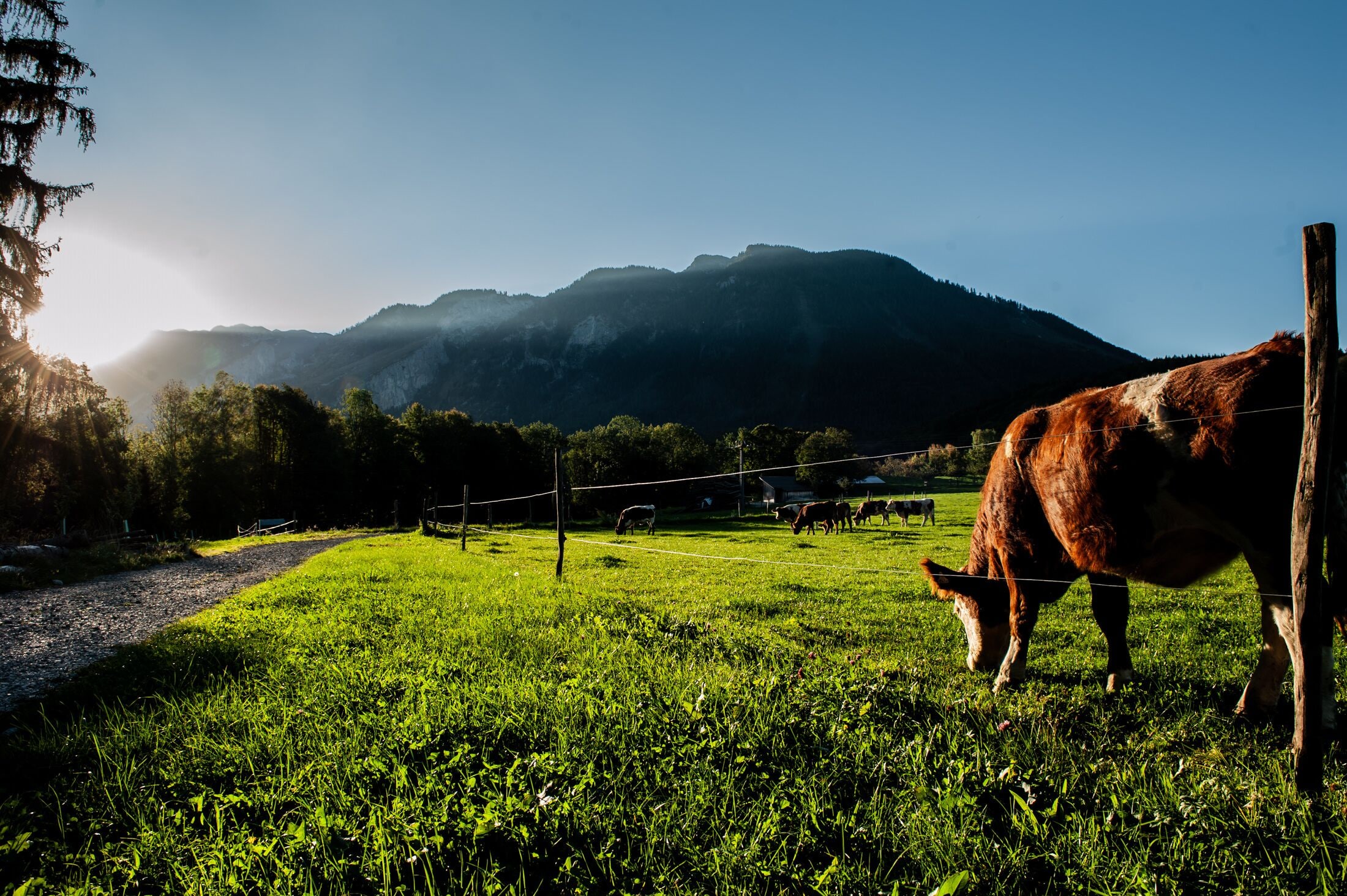 Foto - Gasthof Steinerwirt